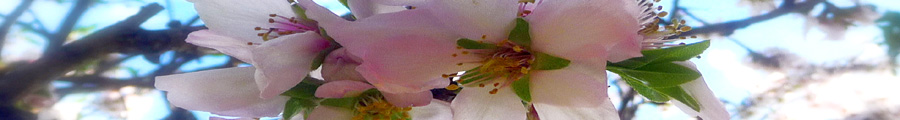 white almond in bloom