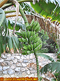 Fruit Trees